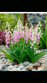 Lily of the Valley with delicate fragrant bell-shaped flowers
