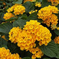 Light Yellow Lantana Flower seeds for Planting Garden Favorite Heirloom & GMO Free Seeds for Home Garden