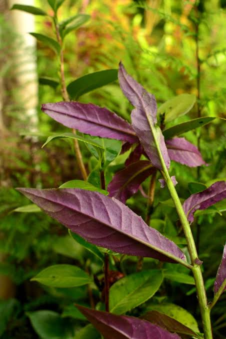 Okinawa Spinach plant with green leaves and purple undersides