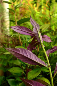 Okinawa Spinach plant with green leaves and purple undersides