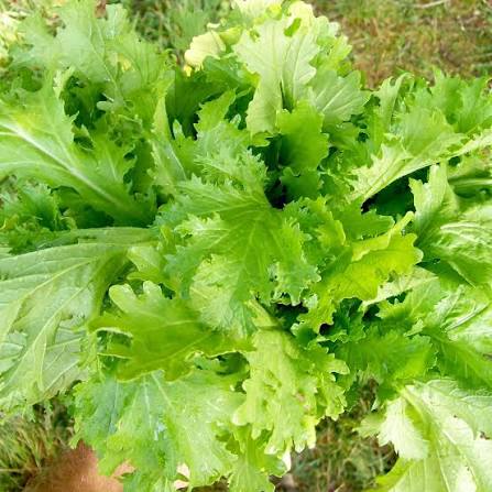 Old Fashioned Mustard Green Seeds – Leafy Greens for Home Garden Growing