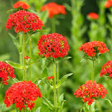 Lychnis Chalcedonica Flower seeds for Planting Colorful Display Heirloom & GMO Free Seeds for Home Garden 
 
 Sale
