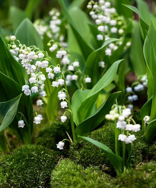 Lily of the Valley plants growing in a shaded woodland garden.
