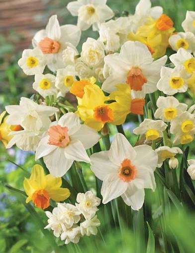 Narcissus bulbs planted in groups for a seasonal garden display
