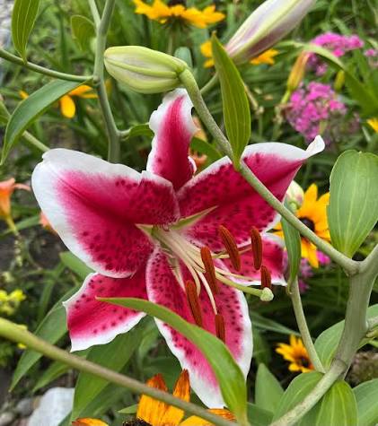 Roberta's Oriental Stargazer Lily Collection Bulbs for Garden Beds, Borders, Containers & Outdoor Landscapes