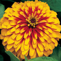 Pink Yellow Zinnia Flower seeds for Planting Bright Blooms Heirloom & GMO Free Seeds for Home Garden