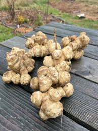 Close-up of White Mammoth Sunchoke blooms and green foliage in a home garden.