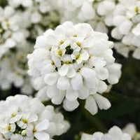 Iberis Sempervirens Flower seeds for Planting - Cut Flower Favorite, Heirloom & GMO Free Seeds for Home Garden