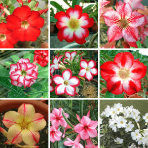 Desert Rose plants with decorative flowers and foliage