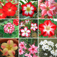 Desert Rose plants with decorative flowers and foliage