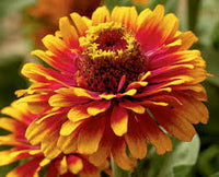 Pink Yellow Zinnia Flower seeds for Planting Bright Blooms Heirloom & GMO Free Seeds for Home Garden