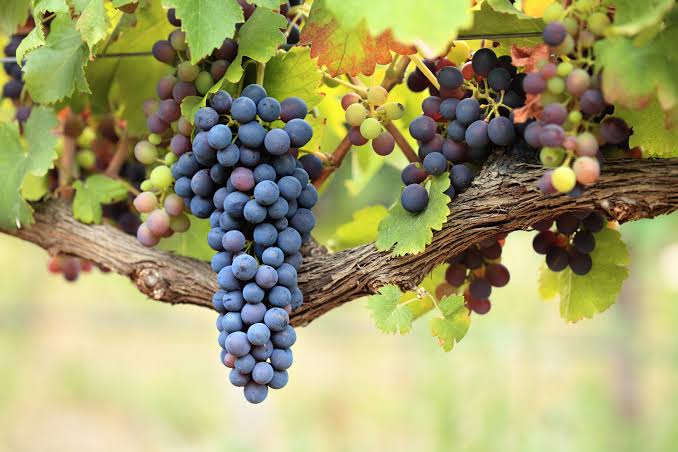 Grape vine mix for outdoor garden planting