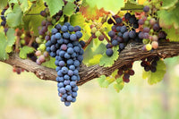 Grape vine mix for outdoor garden planting