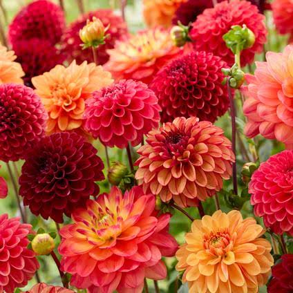 Mixed Dahlia bulbs for garden planting