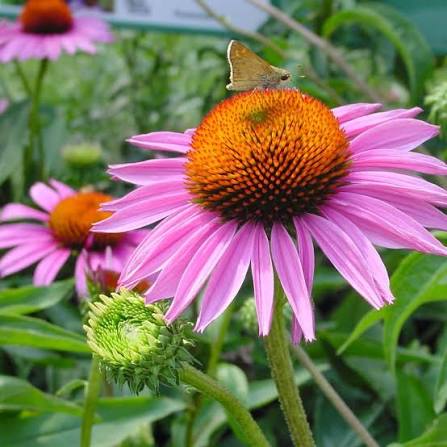 Purple Coneflower Ruby Star with vibrant ruby-pink flowers in a garden.