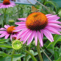 Purple Coneflower Ruby Star with vibrant ruby-pink flowers in a garden.