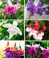 100 Pcs
