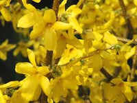 Yellow Forsythia Flower seeds for Planting - Seasonal Bloomer, Heirloom & GMO Free Seeds for Home Garden