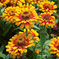 Pink Yellow Zinnia Flower seeds for Planting Bright Blooms Heirloom & GMO Free Seeds for Home Garden