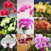 Mixed Orchid Flower Seeds – Cottage Garden Essential Heirloom & NonGMO for Home Garden
 
 Sale
