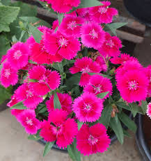 100 Pcs