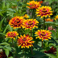 Red Yellow Zinnia Flower seeds for Planting Easy to Grow Heirloom & GMO Free Seeds for Home Garden