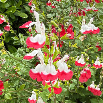 Salvia Greggii 'Lips Mix' flowers with vibrant red, white, and pink blooms.
