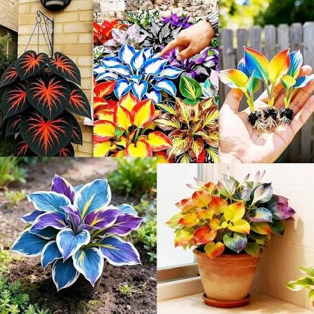 Healthy Mixed Hosta plants growing in a garden border with vibrant leaves.

