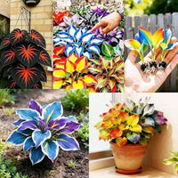 Healthy Mixed Hosta plants growing in a garden border with vibrant leaves.

