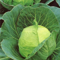 Fresh green cabbage heads growing in a home garden.