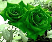 Green Dragon Rose Flower seeds for Planting - Low Maintenance, Heirloom & GMO Free Seeds for Home Garden