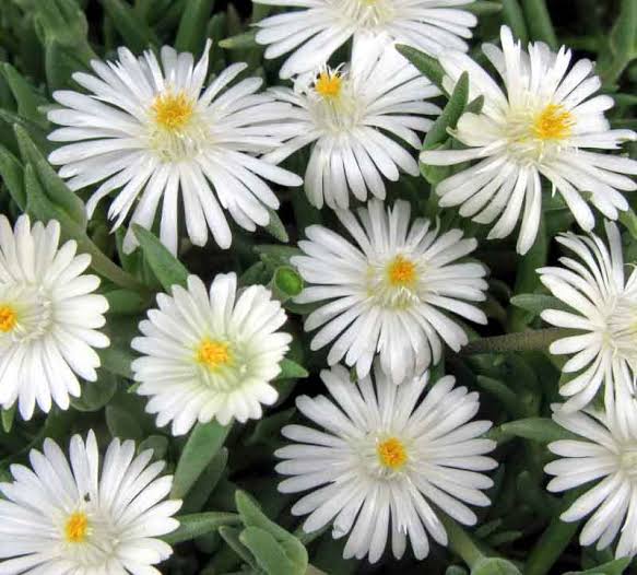 White Ice Plant blooming in a sunny rock garden with dense green leaves.
