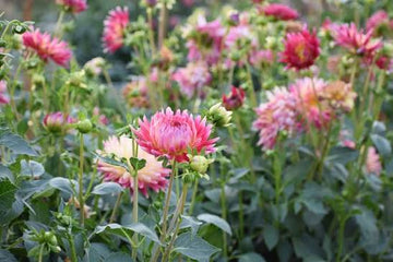 Dahlia tubers for planting in a perennial garden