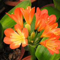 Clivia Flower seeds for Planting - Pollinator Friendly, Heirloom & GMO Free Seeds for Home Garden