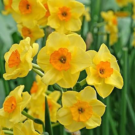 Narcissus flowers adding vibrant color to a landscaped garden bed.