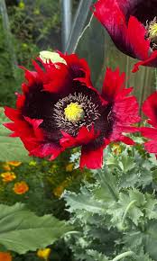 Double-flowered Peony Poppies adding vibrant color to a garden border.

