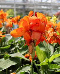 Canna plants displayed in decorative containers on a patio garden

