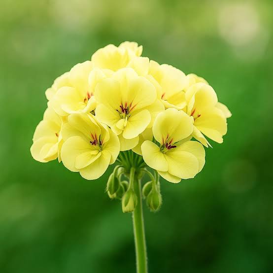 Yellow Japanese Rosebud Pelargonium Geranium with elegant rosebud-shaped yellow flowers in bloom.