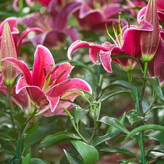 Perennial Lily flowers growing in an outdoor garden