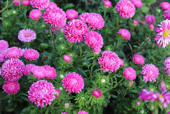 Pink Peony Aster plants adding vibrant color to a garden border.