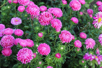 Pink Peony Aster plants adding vibrant color to a garden border.