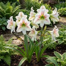 White Green Amaryllis Flower Seeds for Planting Bright Blooms Heirloom & GMO Free Seeds for Home Garden
 
 Sale