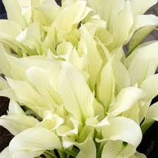 White Feather Hosta bulbs for garden planting