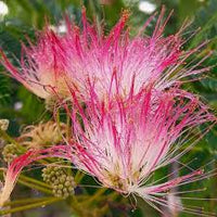 Perfume Albizia Mimosa Flower seeds for Planting Pollinator Friendly Heirloom & GMO Free Seeds for Home Garden