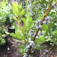 Green Myrica Pennsylvanica Flower seeds for Planting - Cut Flower Favorite, Heirloom & GMO Free Seeds for Home Garden