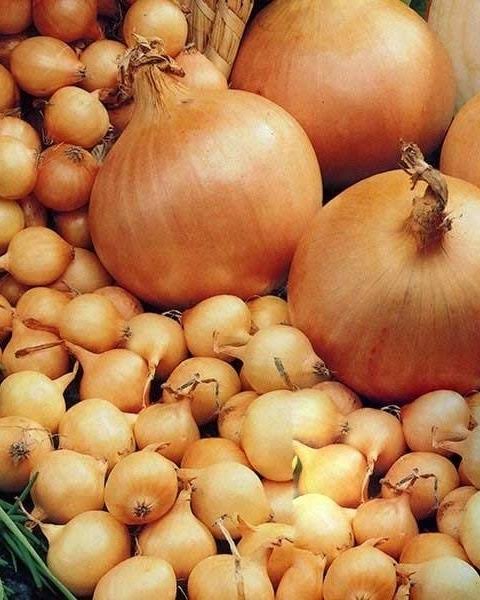 Candy Hybrid Onion Seeds Sweet Vegetable for Home Garden Planting