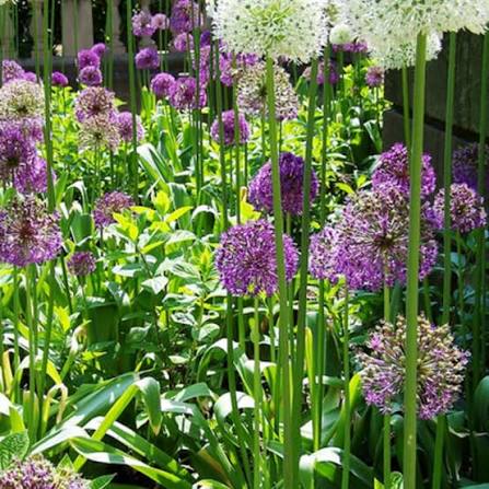 Allium flowers with rounded clusters in a garden setting
