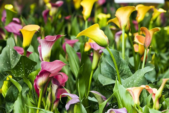Calla Lily perennial flowers growing in a garden
