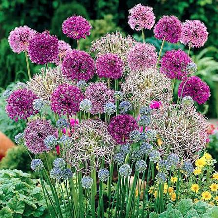 Allium flowers with rounded clusters in an attractive garden
