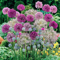 Allium flowers with rounded clusters in an attractive garden
